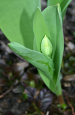 Tulpe-Knospe.jpg